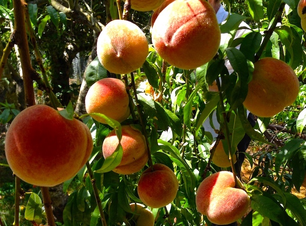 Peach State on course to run out of peaches